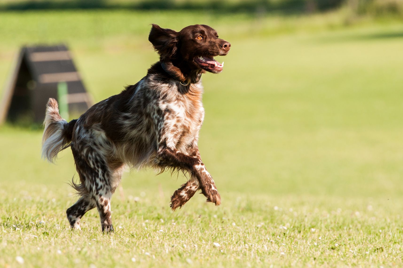 hund10b