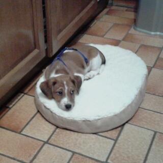 hund11a