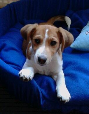hund11b