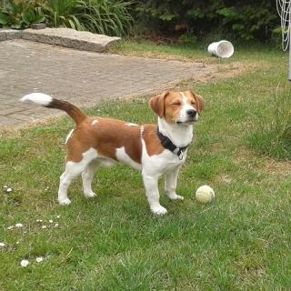 hund11c