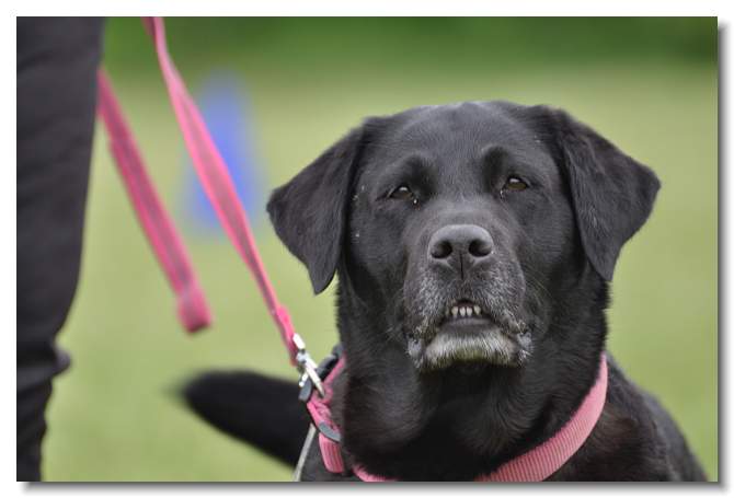 hund12a