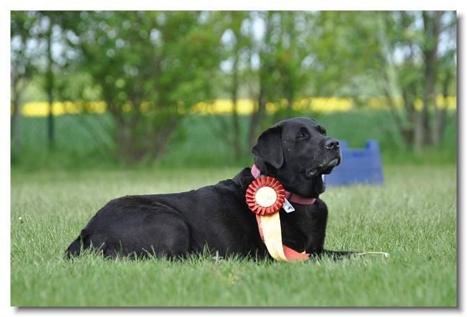 hund12b