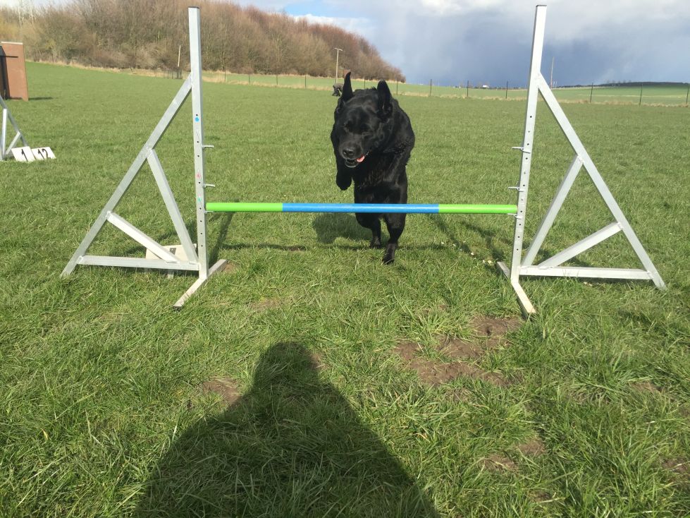 hund12c