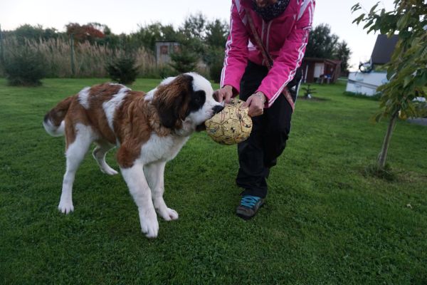 hund13a