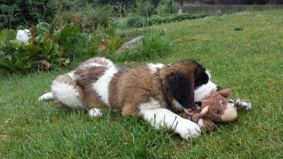 hund13c