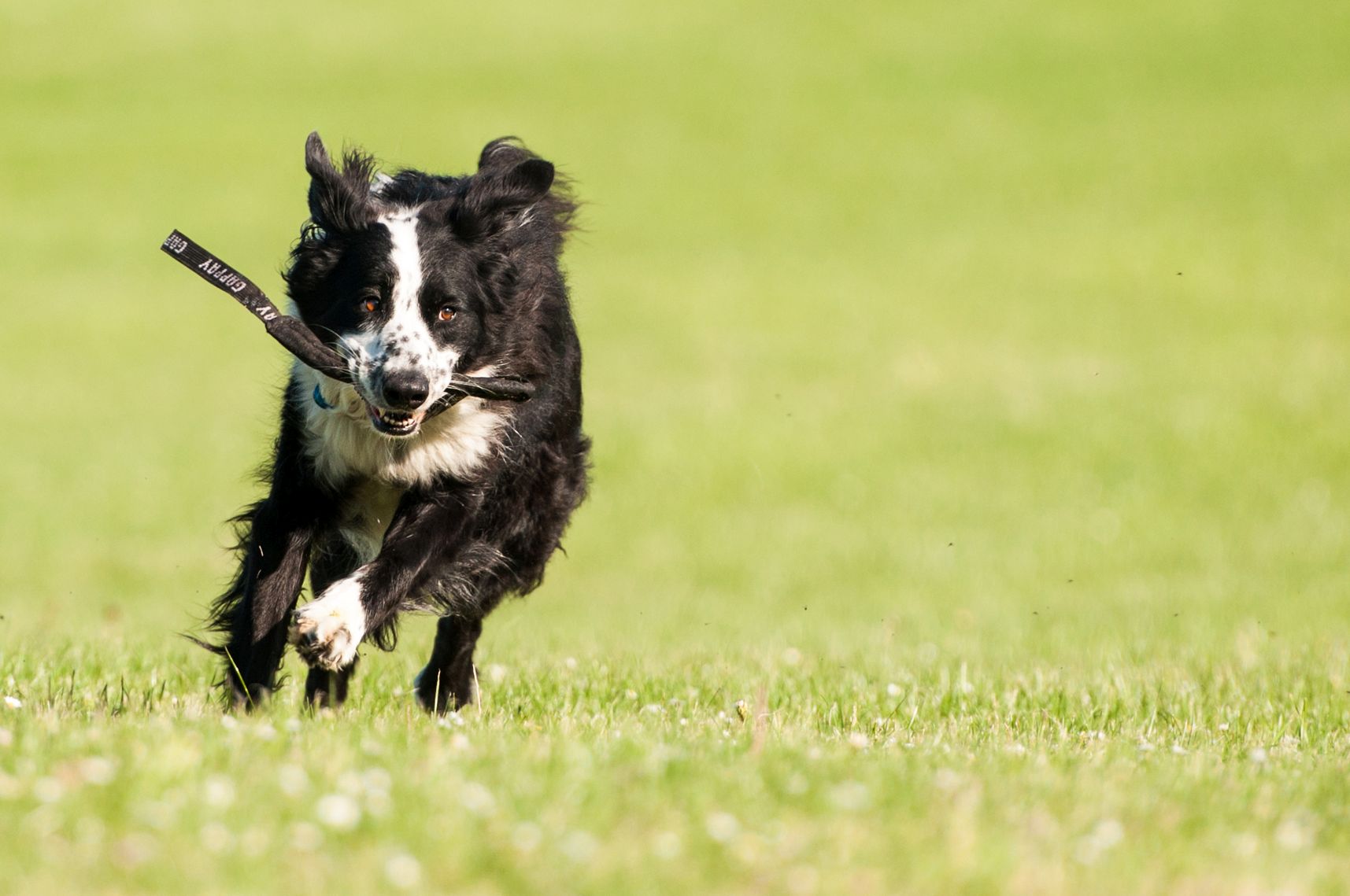 hund9a