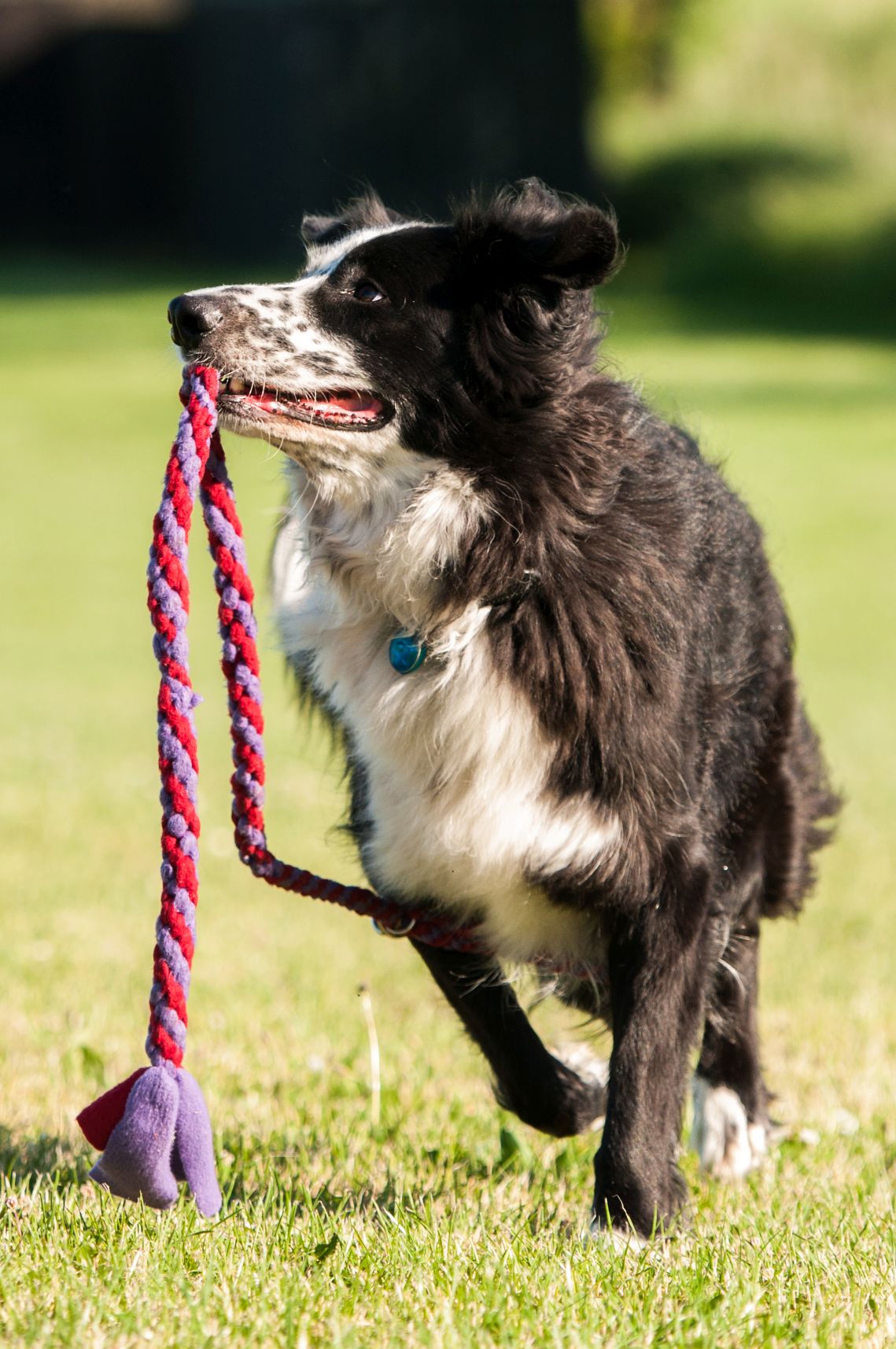 hund9b