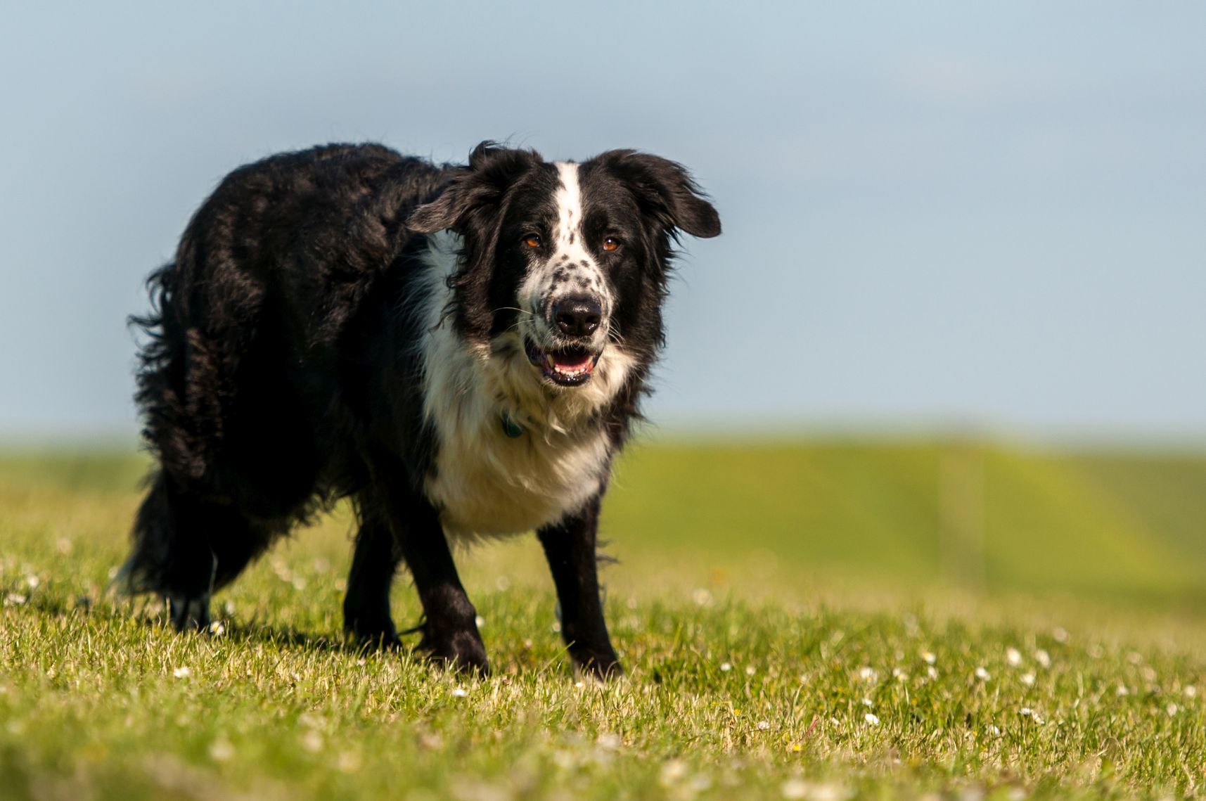 hund9c